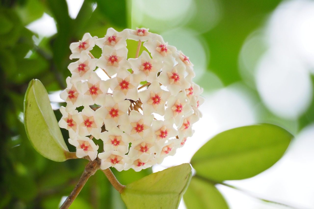 揭秘北京植物园门票背后的生态教育与休闲享受